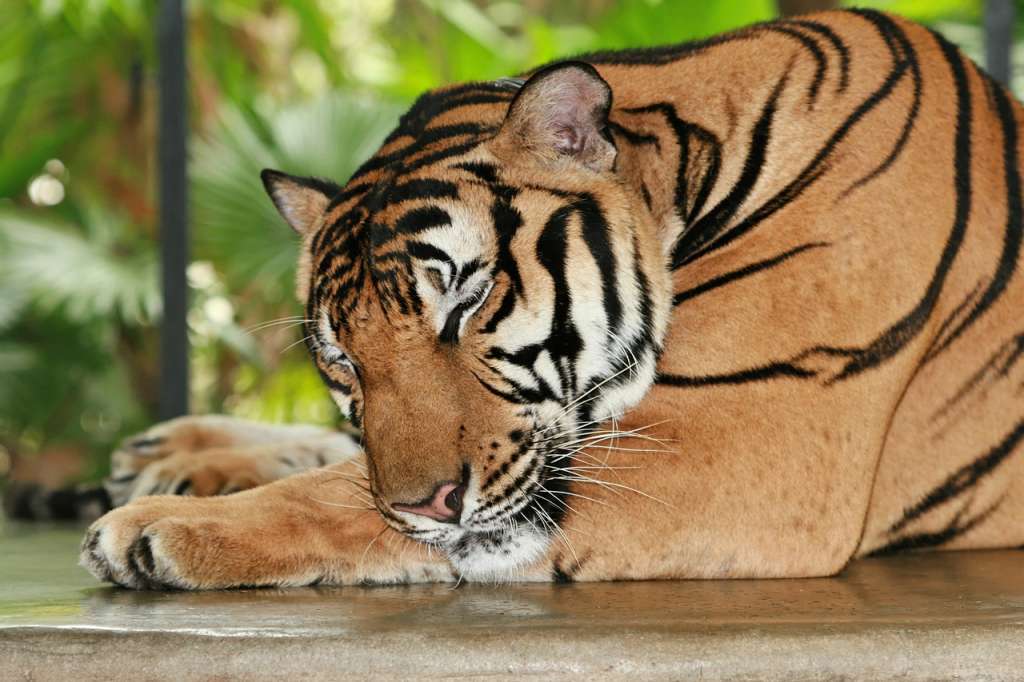 tiger-1081885_1280